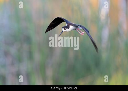 Ein Schwarzhalsschreier (Himantopus mexicanus) im Flug. Stockfoto