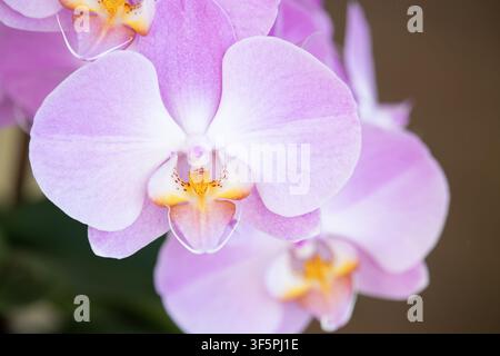 Nahaufnahme von lebhaften rosa und lila Mottenorchideenblüten (Phalaenopsis) mit kunstvollen Details im Zentrum, zarten Blütenblättern und einem weichen Hintergrund Stockfoto