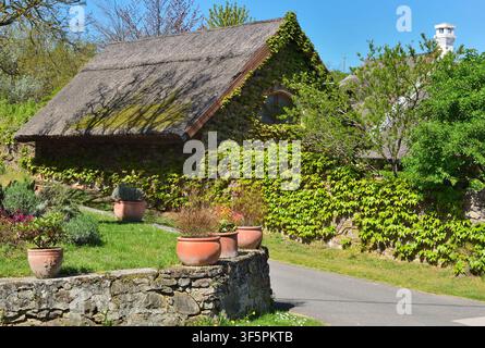 Traditionelles Strohdachhaus, das in Salföld, Ungarn, von grünen Kletterpflanzen überwuchert ist. Stockfoto