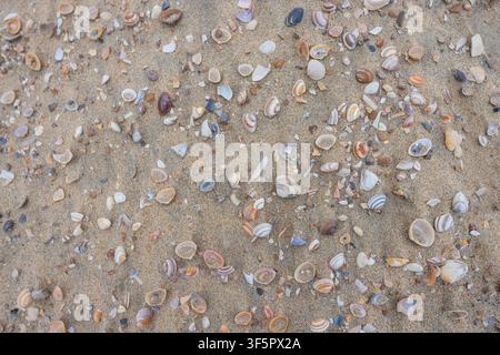 Eine Sammlung von Muscheln, die am Strand angespült wurden. Stockfoto