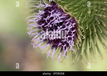 Große Klette-Blüte (Arctium lappa) Makro-Nahaufnahme Seitenansicht einer einzelnen lila Wildblume, die den Detail des Kelchs und der Narben auf unscharfem grünem Hintergrund zeigt Stockfoto