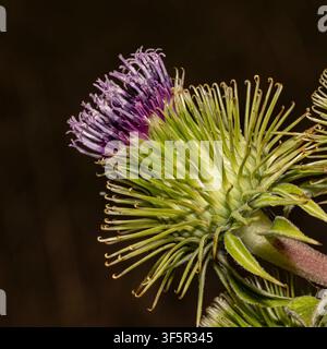 Blütenkopf der Großen Klette (Arctium lappa) Nahaufnahme seitliche Ansicht einer einzelnen lila-grünen Wildblume, die Detail des Kelches und der Borsten auf dunklem Hintergrund zeigt Stockfoto