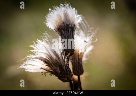 Flauschige Ackerdistelfloren oder Pappus (Cirsium arvense) Nahaufnahme Seitenansicht horizontal im Sonnenlicht vor einem unscharfen grünen Hintergrund. Stockfoto