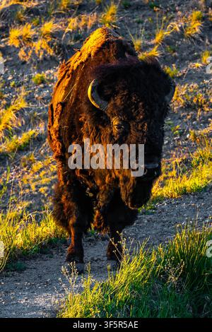 Großer wilder Bison, der bei goldenem Sonnenuntergang über die Straße im Badlands National Park, South Dakota, geht Stockfoto