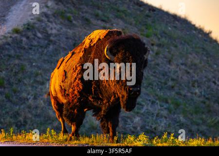 Großer wilder Bison, der bei goldenem Sonnenuntergang über die Straße im Badlands National Park, South Dakota, geht Stockfoto