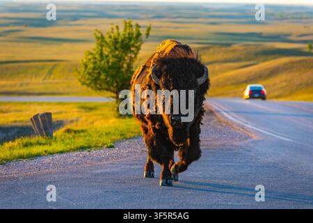 Großer wilder Bison, der bei goldenem Sonnenuntergang über die Straße im Badlands National Park, South Dakota, geht Stockfoto