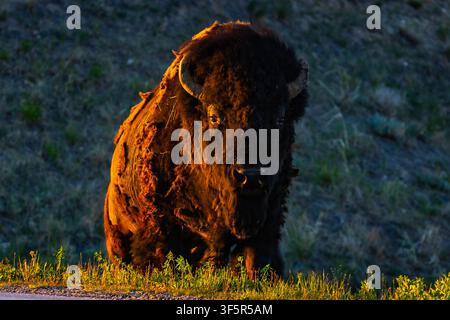 Großer wilder Bison, der bei goldenem Sonnenuntergang über die Straße im Badlands National Park, South Dakota, geht Stockfoto