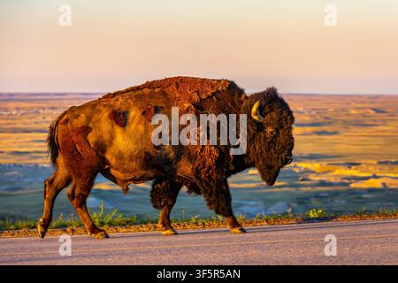 Großer wilder Bison, der bei goldenem Sonnenuntergang über die Straße im Badlands National Park, South Dakota, geht Stockfoto