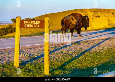 Großer wilder Bison, der bei goldenem Sonnenuntergang über die Straße im Badlands National Park, South Dakota, geht Stockfoto