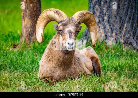 Dramatisches Nahaufnahmeporträt eines Bighorn-Schaframs mit massiven gebogenen Hörnern in der natürlichen Umgebung Stockfoto