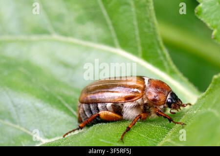Maikäfer Amphimallon solstitiale ruht auf grünem Blatt Makro Nahaufnahme Stockfoto