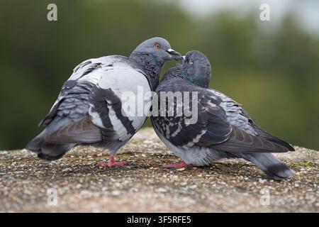 Paar Tauben in einer Beziehung Stockfoto