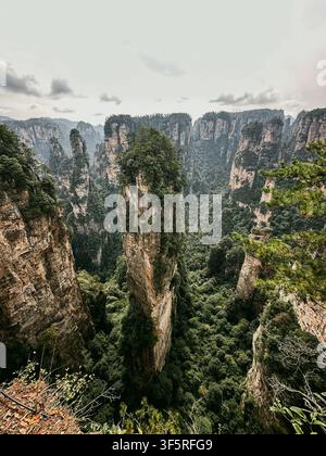 Blick auf die hoch aufragenden Sandsteinpfeiler, die von üppiger grüner Vegetation bedeckt sind, im Nationalwaldpark Zhangjiajie in Zhangjiajie, Hunan, China. Stockfoto