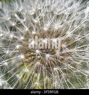 Abstrakter Nahaufnahme eines säenden Löwenzahnkopfes Stockfoto