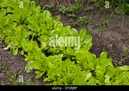 Saftiger grüner Salat wächst dicht in einem gut gepflegten Gartenbeet. Stockfoto