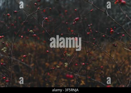 Ansicht von Hagebutten an dornigen Zweigen in der Herbstlandschaft von Vormsi, Laane County, Estland. Stockfoto