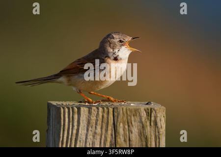Großer Girlitz Curruca communis, früher Sylvia communis, singender Mann auf Holzpfosten, weißer Kehlfleck rötliche Flügelpartie, kleiner Zugvogel Stockfoto