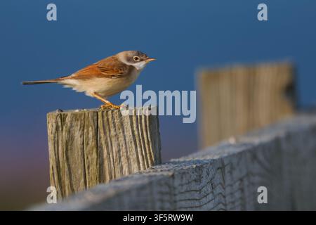 Großer Girlitz Curruca communis, früher Sylvia communis, singender Mann auf Holzpfosten, weißer Kehlfleck rötliche Flügelpartie, kleiner Zugvogel Stockfoto