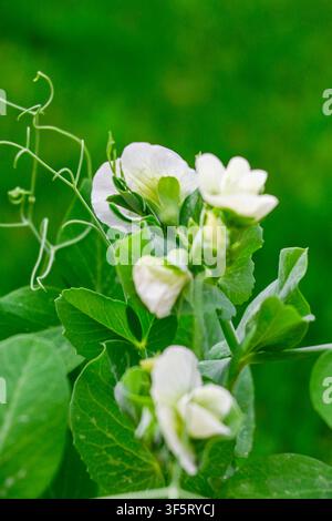 Blüte der grünen Süsserbsen mit grüner Graag auf dem Hintergrund, Natur im Frühlingsgarten Stockfoto