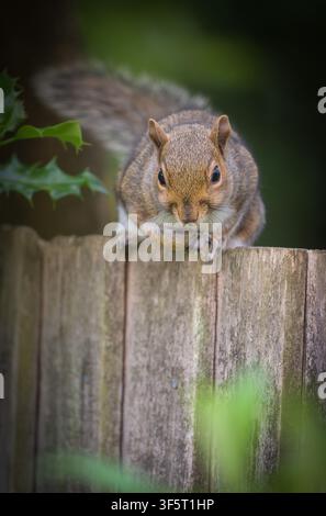 Ein Grauhörnchen Sciurus carolinensis, das auf einem Gartenzaun sitzt, North Norfolk, UK. Stockfoto