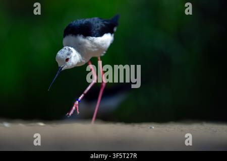 Ein schwarzflügeliger Storchschnabel (Himantopus himantopus) in Gefangenschaft in einem örtlichen Wildtierzentrum in North Norfolk, UK Stockfoto