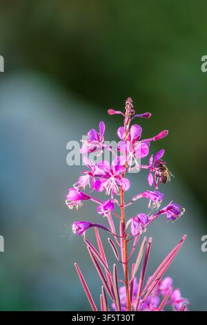 Blüten von Feuerkraut, Chamaenerion angostifolium an einem sonnigen Sommertag. Chamaenerion angustifolium - Weidenkräuter blüht auf der Wiese. Blütenstand von Stockfoto