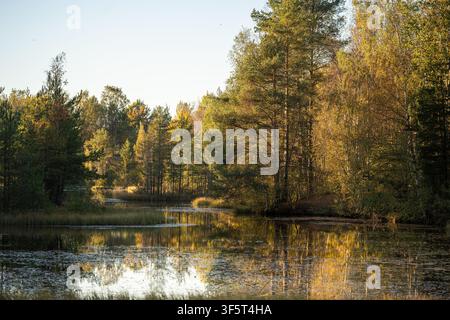 Herbstlandschaft eines Teiches, umgeben von herbstlichem Kiefern- und Birkenwald bei Sonnenuntergang Stockfoto
