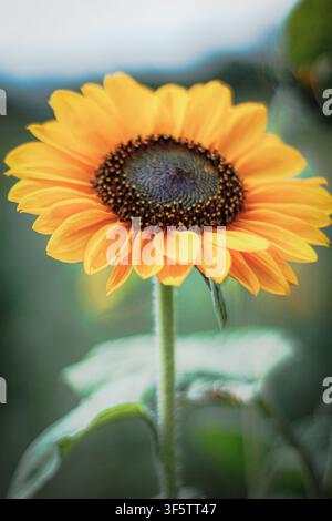 Sonnenblume blüht auf einem Feld in Lakeland Orchard im Scott Township, Pennsylvania, Vereinigte Staaten. Stockfoto