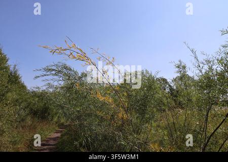 Herbstfarben schleichen sich in grüne hohe Grasprärie entlang eines Schotter-Wanderwegs unter klarem tiefblauem Himmel (Landschaft) Stockfoto
