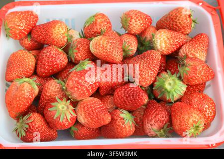 Eine Nahaufnahme, die einen großzügigen Haufen frischer, lebendiger roter Erdbeeren mit grünen Kelchen zeigt, ordentlich angeordnet in einer weißen Plastikschale mit re Stockfoto