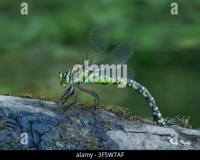 Weibliche Südliche Heuschrecke (Aeshna cyanea) legt Eier auf ein Stück Holz im Gartenteich, Cambridgeshire, England Stockfoto