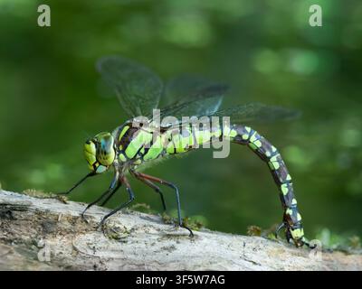Weibliche Südliche Heuschrecke (Aeshna cyanea) legt Eier auf ein Stück Holz im Gartenteich, Cambridgeshire, England Stockfoto