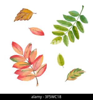 Aquarell-Rosenblatt-Clipart-Set mit grünem und herbstlichem Laub Stockfoto