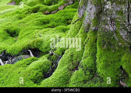 Wunderschöner Nahaufnahme eines massiven Baumstamms, der vollständig in eine weiche moosige Decke gehüllt ist. Dieses kraftvolle Bild symbolisiert Alter, Widerstandsfähigkeit und den ruhigen Stre Stockfoto
