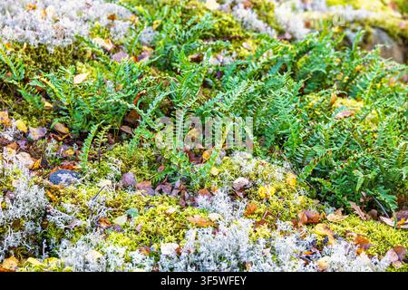 Waldboden mit gekräuselten grünen Farnwedeln und Flechten Stockfoto