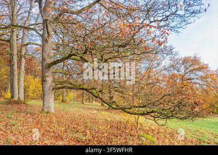 Eichen in einem Naturpark im Herbst Stockfoto