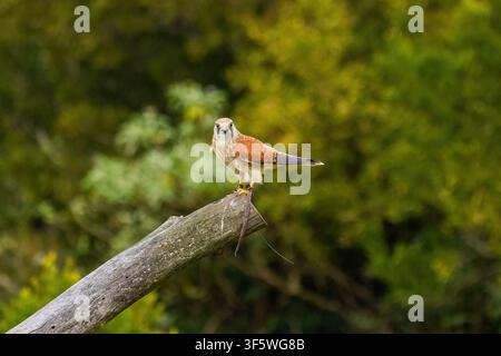 Turmfalke, der während der Greifvogelshow bei O’Reilly’s Rainforest Retreat im Lamington-Nationalpark auf einem Ast sitzt Stockfoto