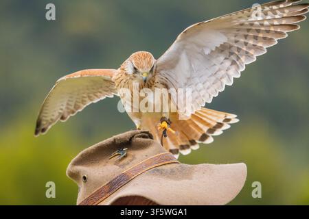Turmfalke, der auf dem Hut des Handlers während der Greifvogelshow in O’Reilly’s Rainforest Retreat im Lamington-Nationalpark sitzt Stockfoto