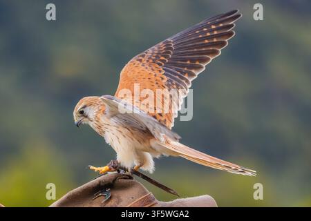 Turmfalke, der auf dem Hut des Handlers während der Greifvogelshow in O’Reilly’s Rainforest Retreat im Lamington-Nationalpark sitzt Stockfoto