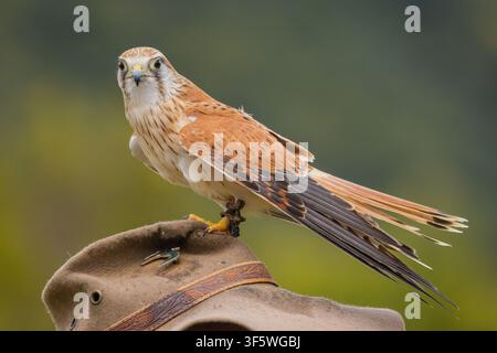Turmfalke, der auf dem Hut des Handlers während der Greifvogelshow in O’Reilly’s Rainforest Retreat im Lamington-Nationalpark sitzt Stockfoto