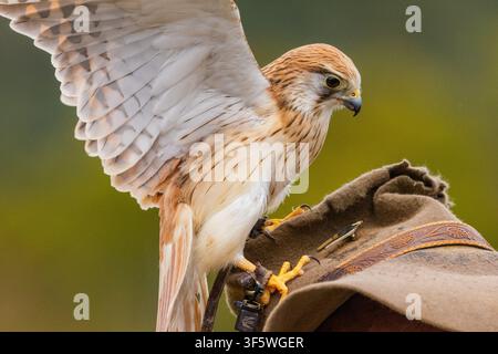 Turmfalke, der auf dem Hut des Handlers während der Greifvogelshow in O’Reilly’s Rainforest Retreat im Lamington-Nationalpark sitzt Stockfoto