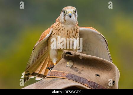Turmfalke, der auf dem Hut des Handlers während der Greifvogelshow in O’Reilly’s Rainforest Retreat im Lamington-Nationalpark sitzt Stockfoto