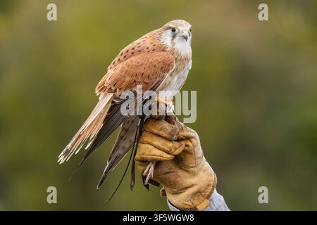 Turmfalke, der während der Greifvogelshow bei O’Reilly’s Rainforest Retreat im Lamington-Nationalpark auf dem Handschuh des Handlers sitzt Stockfoto