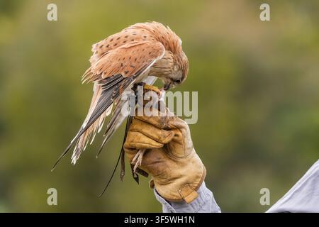 Turmfalke, der während der Greifvogelshow bei O’Reilly’s Rainforest Retreat im Lamington-Nationalpark auf dem Handschuh des Handlers sitzt Stockfoto