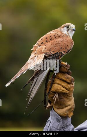 Turmfalke, der während der Greifvogelshow bei O’Reilly’s Rainforest Retreat im Lamington-Nationalpark auf dem Handschuh des Handlers sitzt Stockfoto