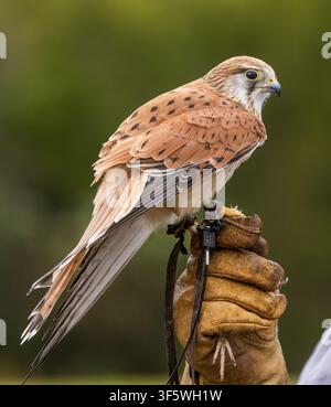 Turmfalke, der während der Greifvogelshow bei O’Reilly’s Rainforest Retreat im Lamington-Nationalpark auf dem Handschuh des Handlers sitzt Stockfoto