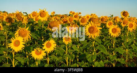Eine Panoramic-Ansicht von blühenden Sonnenblumen im Morgenlicht Stockfoto