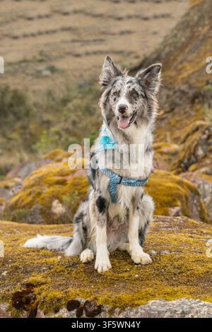 Schöner Merle-Border-Collie-Hund Stockfoto