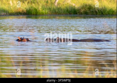 Zwei Flusspferde tauchen kaum in einem sonnenbeschienenen Flusskanal mit grünen Schilfrohren auf, Okavango-Delta, Botswana Stockfoto