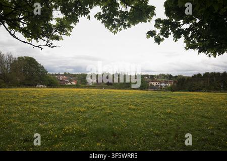Prachtvolle Landschaftsansicht über ein grünes Feld voller gelber Wildblumen, blickend in Richtung des Dorfes Finchingfield, Essex, England, UK. Stockfoto